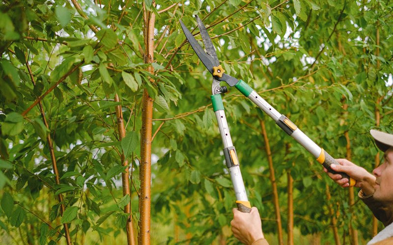Tree trimming in Fairbanks, AK